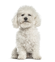 White bichon sitting, isolated on white