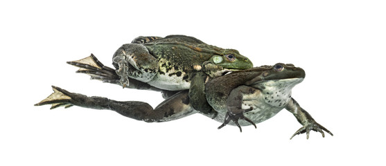 Male and female frog copulating, isolated on white