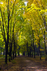  alley in the autumn park