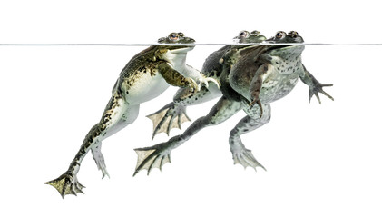 Three frogs under clear water, isolated on white
