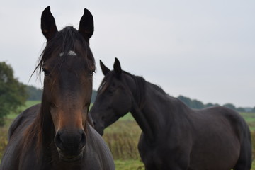 Obraz premium Dark horse animal portrait