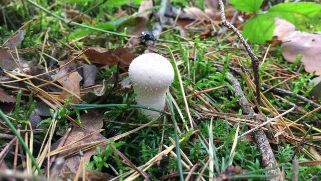 Bovist im Wald
