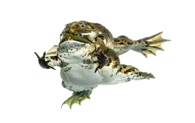 Male and female frog copulating, isolated on white