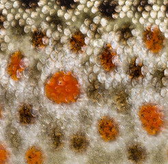 Close-up of brown trout scales © Eric Isselée