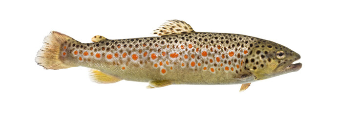 Brown trout swimming, isolated on white
