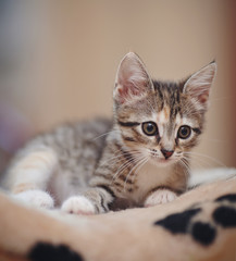 Naklejka premium The striped nice kitten