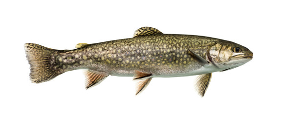 Brook trout swimming, isolated on white