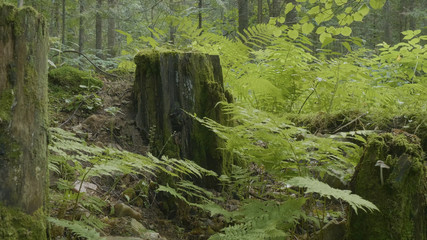 Old stump in the forest covered with moss With large roots. Moss on stump in the forest