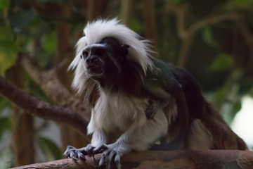 Mother Cottontop Tamarin Monkey with baby