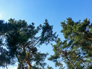 Fototapeta premium High trees with blue sky