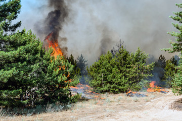 Fototapeta na wymiar forest fires