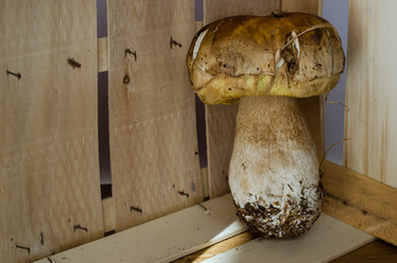 fungo porcino in cassetta di legno