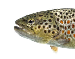 Close-up of head of brown trout, isolated on white