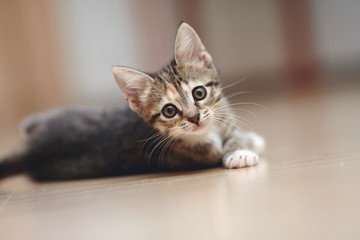 The domestic striped kitten lies © Azaliya (Elya Vatel)