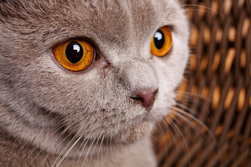 portrait of gray cat with yellow eyes Scottish Fold