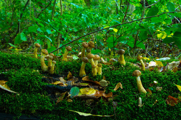 Hallimasch Pilze Sammeln