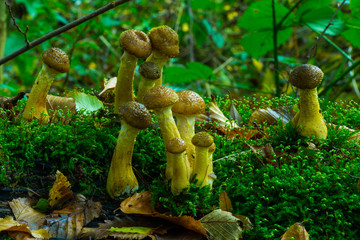 Hallimasch Pilze Sammeln