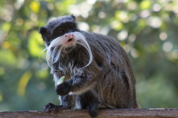 Emperor Tamarin eating Cucumber