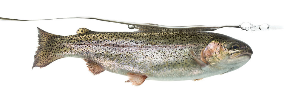 Rainbow Trout Swimming Under Water Line, Isolated On White