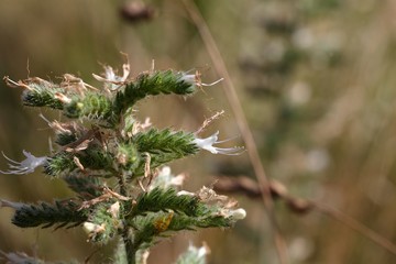 Pale burgloss (Echium italicum)