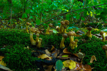 Hallimasch Pilze Sammeln