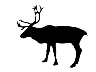 Obraz premium silhouette of a noble deer,