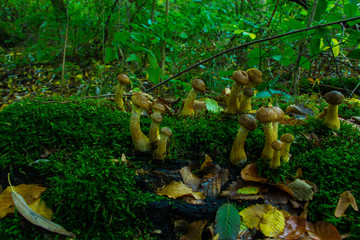 Hallimasch Pilze Sammeln