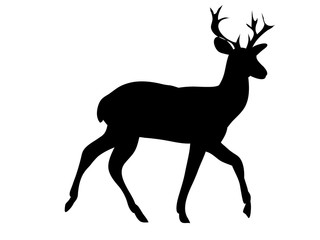 isolated silhouette of a deer