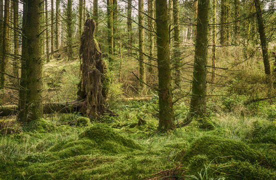 Garadhban Forest