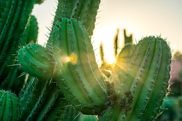 Coucher de soleil au milieu d& 39 un cactus