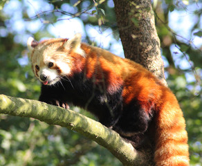 Fototapeta premium Red panda