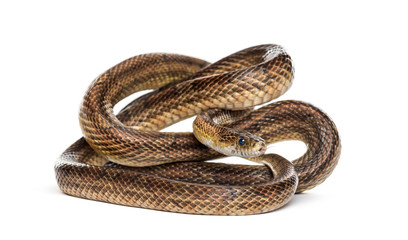 Brown snake rolling, isolated on white