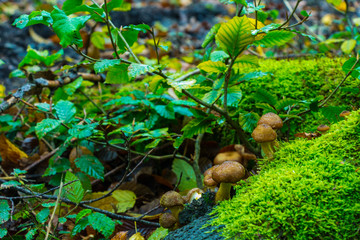 Hallimasch Pilze Sammeln