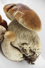 Tre funghi porcini - Three Boletus Edulis mushrooms