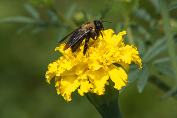 Bee yellow marigold
