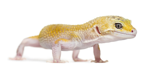 Yellow gecko standing, isolated on white