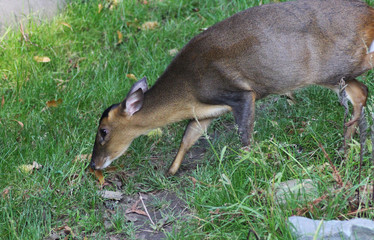 Reeves's muntjac (Muntiacus reevesi)