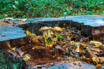 Hallimasch Pilze Sammeln
