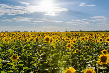 field of blooming sunflowers on a background sunset.