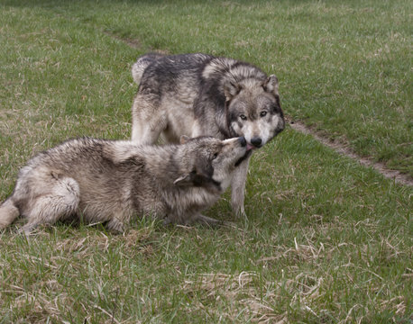 Grey Wolves Dominant and Submissive