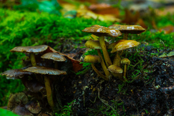 Pilz Hallimasch