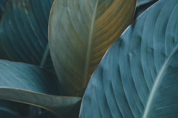 Close up of green leaves