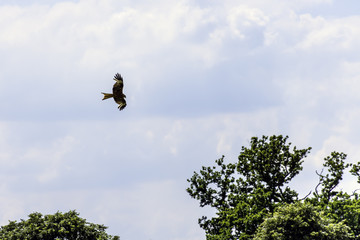 Wild hunting eagle in the clouds / United Kingdom
