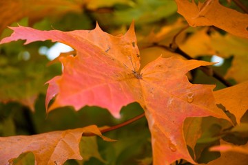 A beautiful maple leaf on a tree of different autumn shades with drops of rain