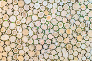 Wooden stumps natural background