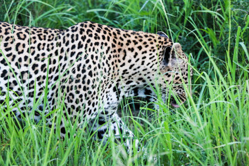 Leopard in the grass. Photo taken in a Kruger National Park in the South African Republic.