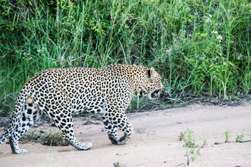 Fototapeta na wymiar Leopard in its natural environment.
