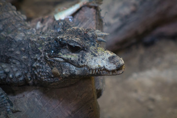 Baby Crocodile