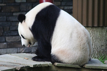 Giant panda