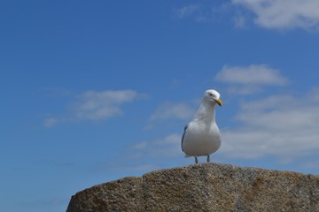 Fototapeta na wymiar Cute seagull enjoying the breeze while perching on the wall of the old fort in Sain-Malo, Brittany, France